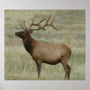 E8 Bull Elk in Velvet Poster