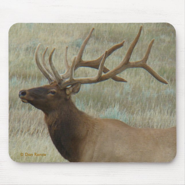 E9 Bull Elk in Velvet Head and Shoulders Mouse Pad (Front)