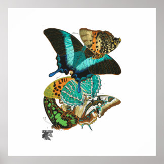 E.A. Séguy Vintage Butterflies Illustration Poster