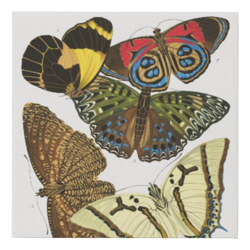 EA Sguys vintage butterflies 1925  Faux Canvas Print