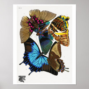 E.A. Séguy's vintage butterflies (1925) Poster