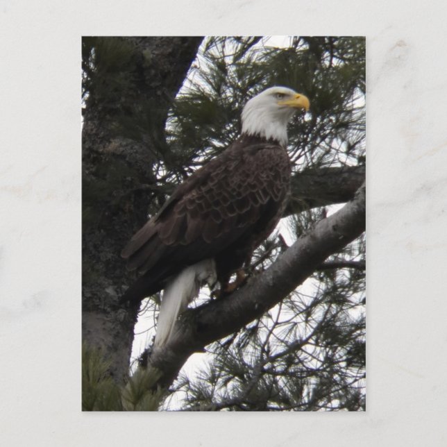 Eagle 10 postcard (Front)