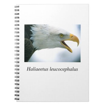 Eagle#1 Notebook by rgkphoto at Zazzle