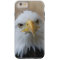 Eagle_2015_0201