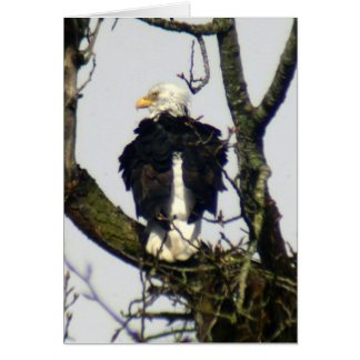 Eagle always vigilante ... cards