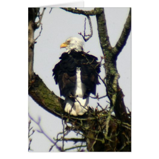 Eagle always vigilante ... cards (Front)