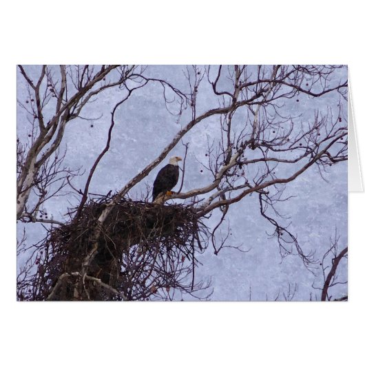 Eagle And Nest Painterly Cards (Front Horizontal)