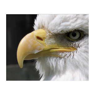 EAGLE BIRD OF PREY   ACRYLIC PRINT