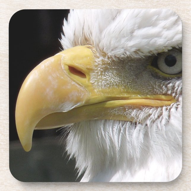 EAGLE BIRD OF PREY    BEVERAGE COASTER (Front)