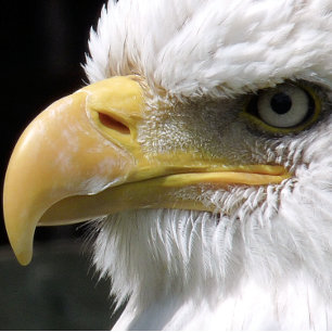 EAGLE BIRD OF PREY   CANVAS PRINT