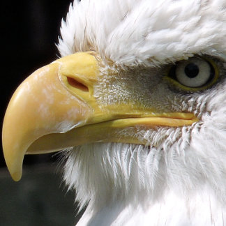 EAGLE BIRD OF PREY   CANVAS PRINT