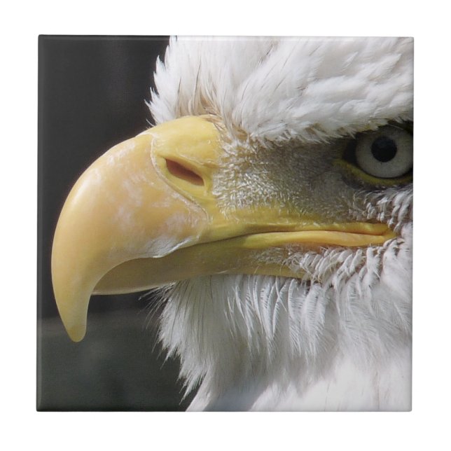 EAGLE BIRD OF PREY  CERAMIC TILE (Front)