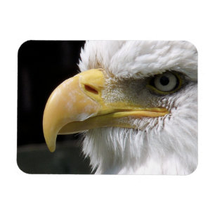EAGLE BIRD OF PREY MAGNET