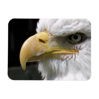 EAGLE BIRD OF PREY MAGNET