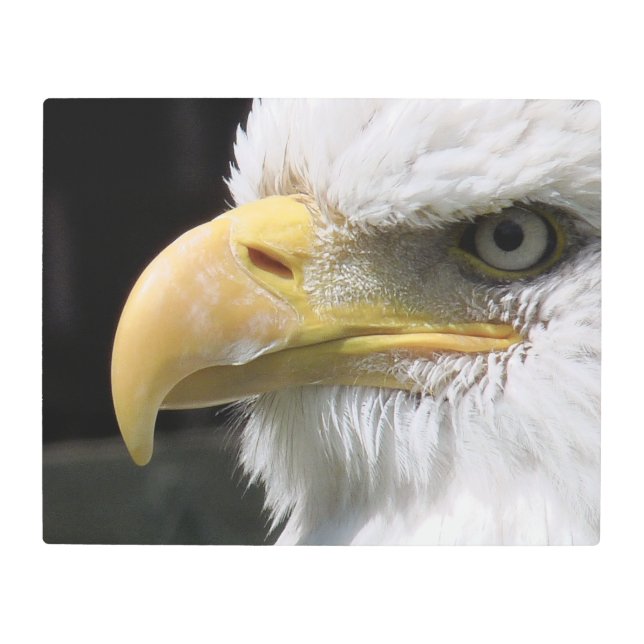 EAGLE BIRD OF PREY  METAL PRINT (Front)