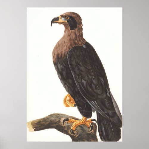 Eagle bird of prey nature painting poster