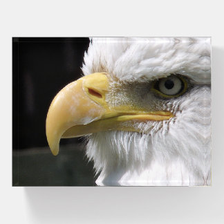EAGLE BIRD OF PREY PAPERWEIGHT