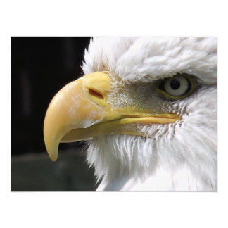 EAGLE BIRD OF PREY PHOTO PRINT