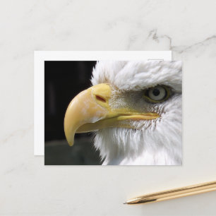 EAGLE BIRD OF PREY POSTCARD