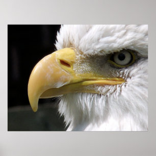 EAGLE BIRD OF PREY POSTER