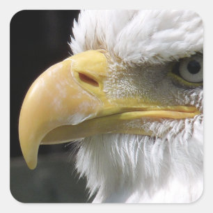 EAGLE BIRD OF PREY SQUARE STICKER