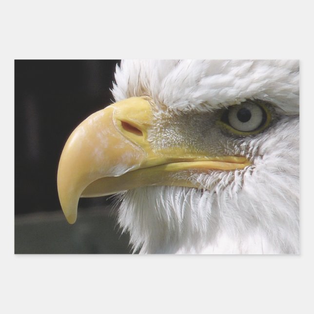 EAGLE BIRD OF PREY  WRAPPING PAPER SHEETS (Front)