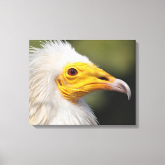 Eagle Canvas Print