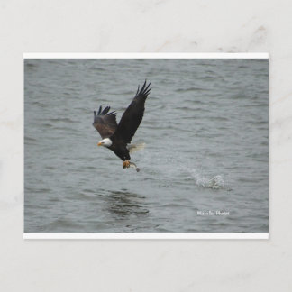 Eagle catching a fish postcard