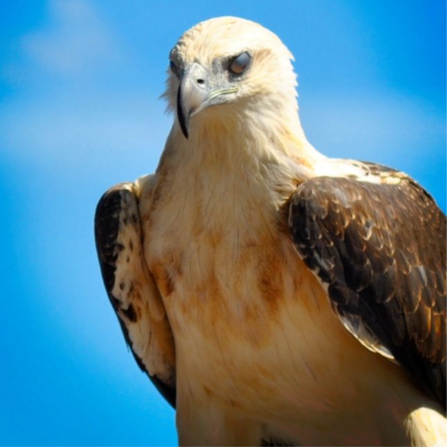 Eagle Design Motivational Inspirational Poster (Creator Uploaded)