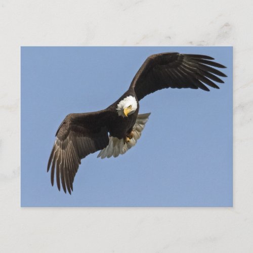Eagle Eye Postcard