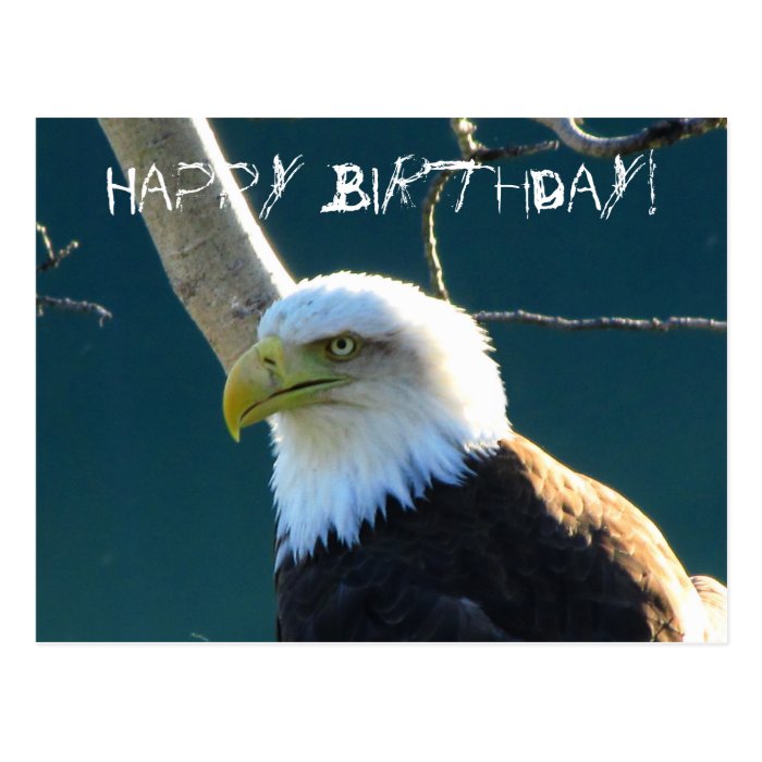 Eagle Eyes; Happy Birthday Post Cards