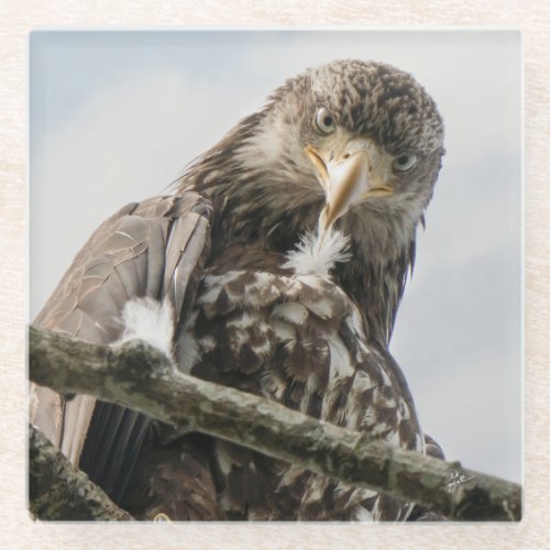  Eagle Face Funny Wildlife Bird Photography Glass Coaster