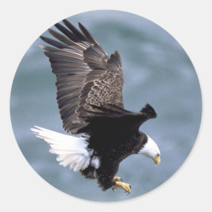 Eagle Flight Classic Round Sticker