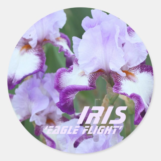 Eagle Flight [German Iris] Classic Round Sticker (Front)