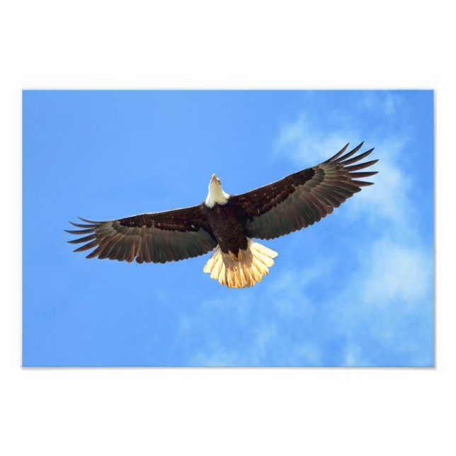 Eagle Flying Photo Print (Front)