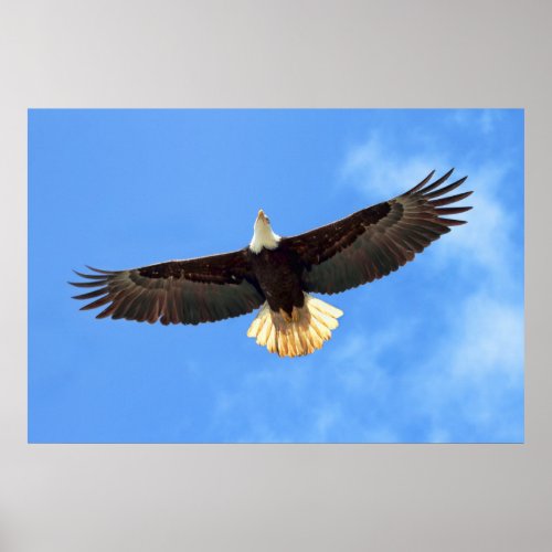 Eagle Flying Poster