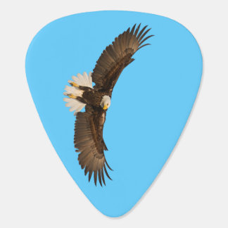 Eagle Guitar Picks | Zazzle