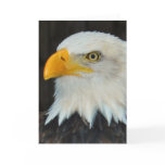 Eagle Head Greeting Card