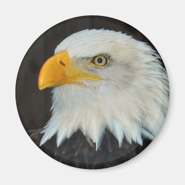 Eagle Head Magnet (Front)
