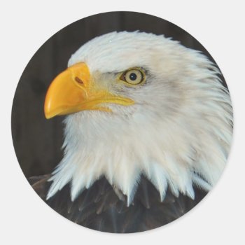 Eagle Head Stickers by WildlifeAnimals at Zazzle