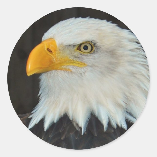 Eagle Head Stickers (Front)
