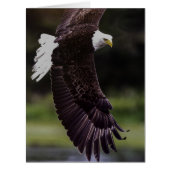 Eagle in flight (Front)