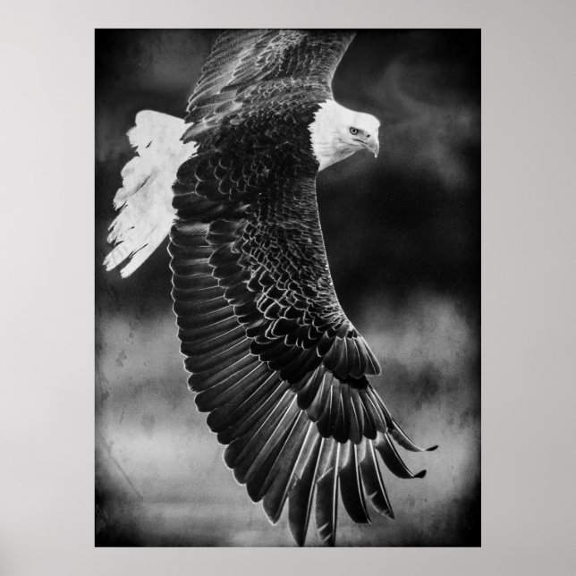 Eagle in flight black and white poster (Front)