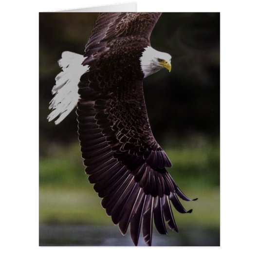 Eagle in flight cards (Front)