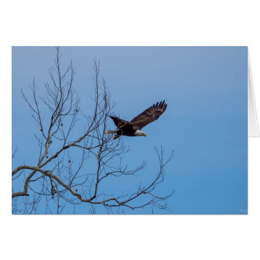 Eagle In Flight Cards (Front Horizontal)
