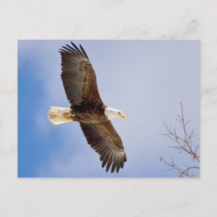 Eagle in flight postcard
