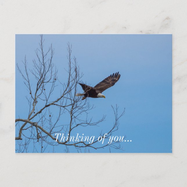 Eagle In Flight Postcard (Front)