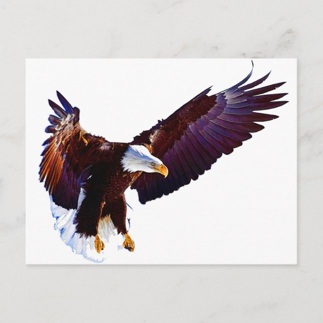Eagle In Flight Postcard (Front)
