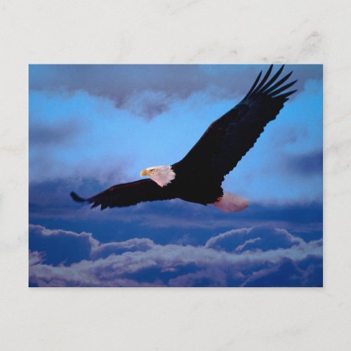 Eagle in Flight Postcard