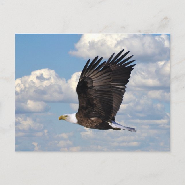 Eagle in the Sky Postcard (Front)